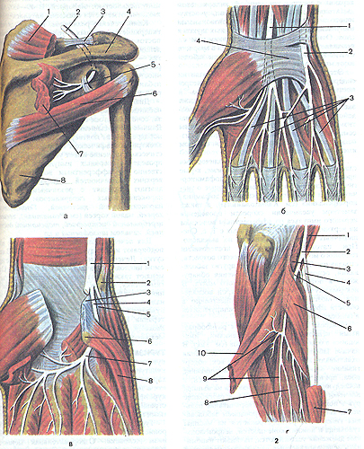 Aistopodes