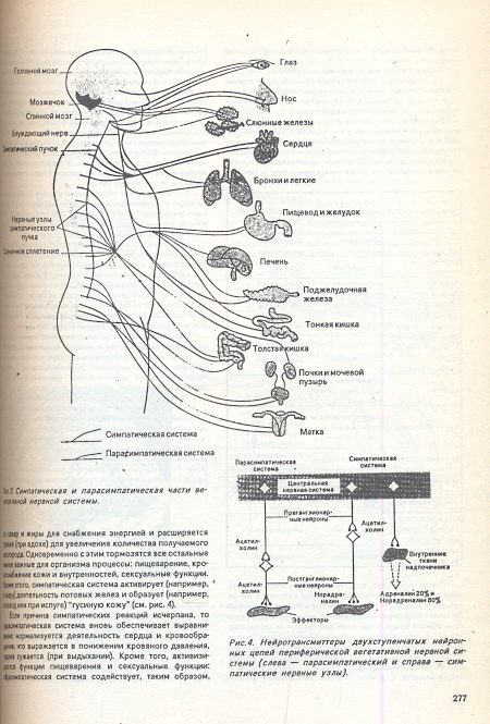 Aistopodes